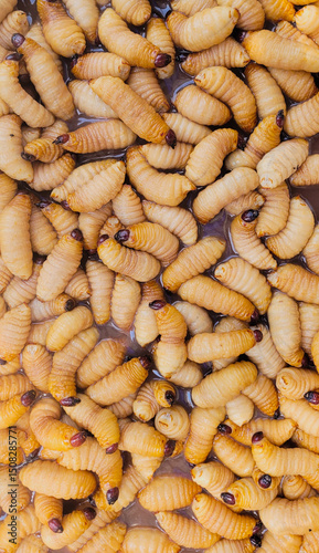Worms