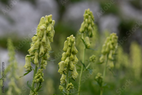 Aconitum lycoctonum wolfs bane flowering plant, group of green yellow flowers in bloom, in slovenian mountains