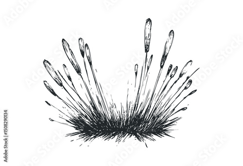 Black and white illustration of grass with seed heads. Vector retro hand drawn illustration