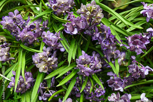 Horizontal photo of Vandachostylis Guardant orchid in full bloom, capturing deep violet tones and fine textures of this rare hybrid tropical flower.