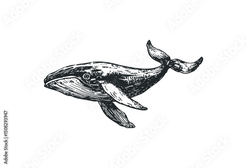 Hand-drawn whale illustration with detailed features in black ink. Vector retro hand drawn illustration