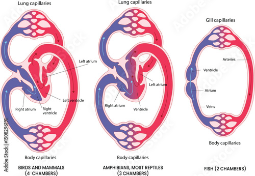 illustration of Vertebrate Cardiovascular Circulation diagram