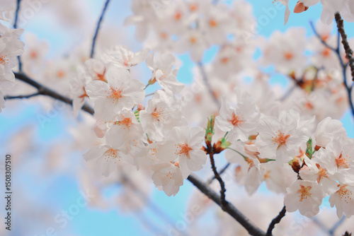 White Cherry Blossoms Against a Clear Blue Sky in Spring