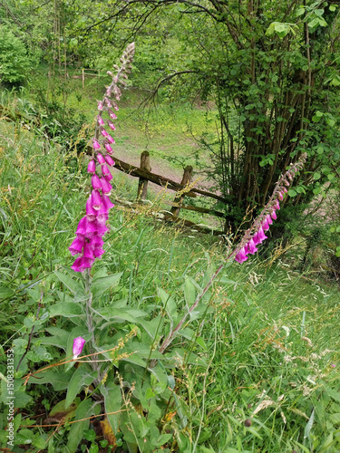 Digitalis purpurea is beautiful but deadly