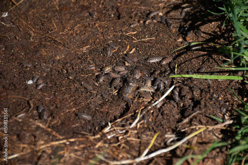Canvas Print A close-up view of woodlice on the ground, highlighting their role in decomposing organic matter and contributing to soil health
