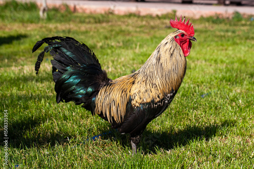 Close-up of a colorful rooster (Gallus gallus domesticus) with iridescent black and golden-brown plumage, bright red comb and wattles, standing on green grass in daylight with natural bokeh background