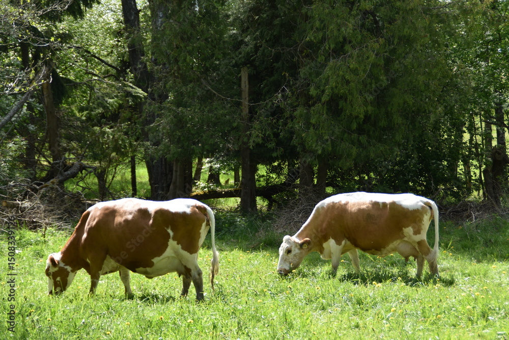 Obraz premium Two cows are in a meadow in sunny day in late spring.