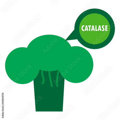 broccoli with catalase illustration 
