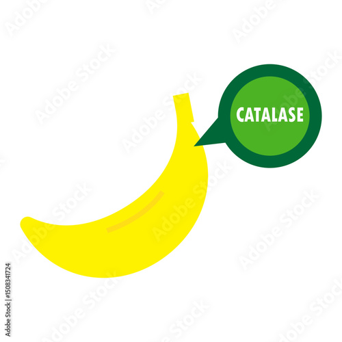 banana with catalase antioxidant illustration