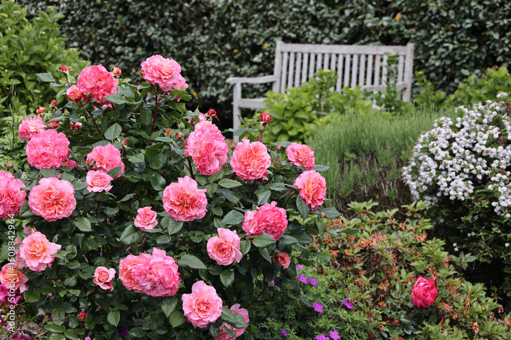 Fototapeta premium Vibrant pink roses flourish nearby a charming bench in a peaceful garden setting