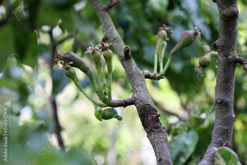 Φωτογραφία Pear tree disease