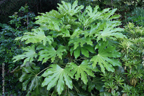 Photos Young lush tropical plant  of Fatsia japonica features large green leaves in a v