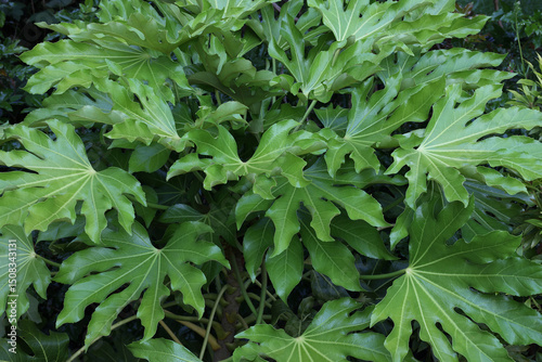 Lush green Fatsia japonica  leaves showcase intricate patterns under bright sunlight in a vibrant garden