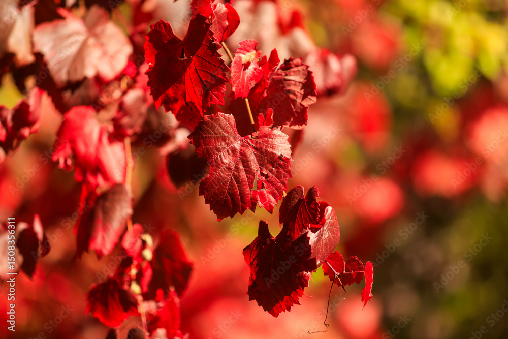 Fototapeta premium red autumn leaves