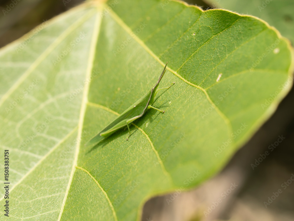 Obraz premium 河川敷の植物とオンブバッタ