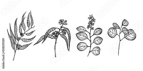 Eucalyptus herb vintage sketch drawing collection. Engraved plant illustration for use in wellness, natural cosmetics, culinary herbs, and garden decor. Hand-drawn floral vector clipart on a white