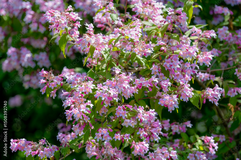 Obraz premium Selective focus white pink flowers in garden with green leaves, Linnaea amabilis or Kolkwitzia amabilis (beauty bush) is a species of flowering plant in the family Caprifoliaceae, Natural background.