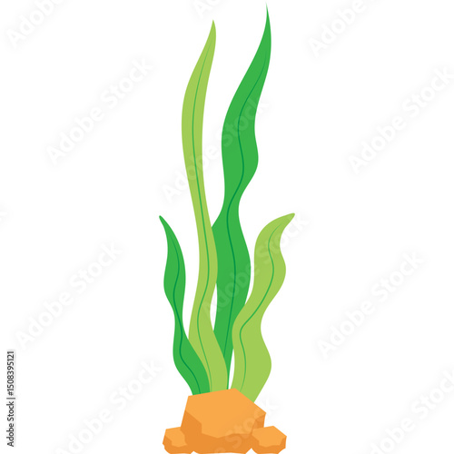 Seaweed Illustration