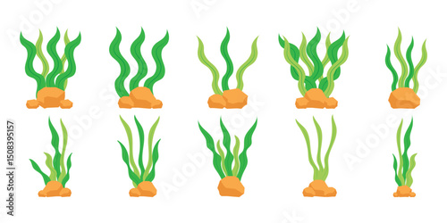 Seaweed Illustration