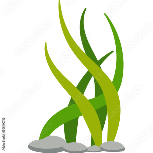 Seaweed Illustration