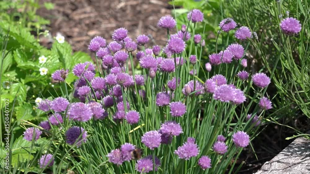 Chives (Allium schoenoprasum) a spring summer flowering plant with a pink purple flower grown in a vegetable garden for use as a herb in cooking, gardening herbs stock video footage clip