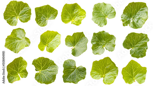A grid showcases fifteen vibrant green leaves, each exhibiting unique veining and subtle variations in shape and color isolated on transparent or white background. Generative ai