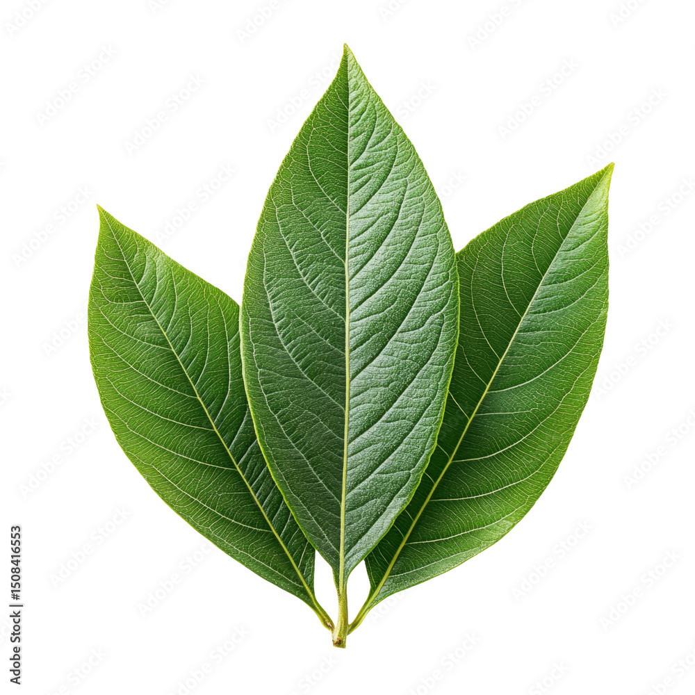 Obraz premium Green Leaves Isolated on Transparent Background for Graphic Design