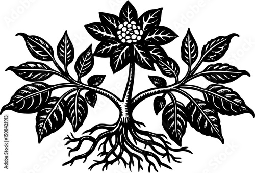 Medicinal plant Shatavari, shatavari root. Vintage engraving  linocut vector