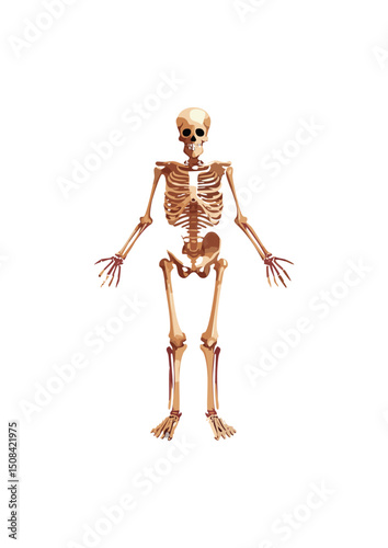 an exoskeleton. An endoskeleton is an internal framework of hard, mineralized tissue. This is the type of skeleton found in vertebrates (fish, amphibians, reptiles, birds, mammals) and echinoderms 