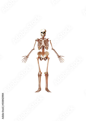 Bone is a living tissue made of a protein matrix (collagen) hardened by calcium phosphate and calcium carbonate. Cartilage is a flexible connective tissue. In echinoderms, the endoskeleton consists of