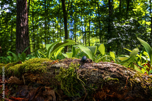 Wald Idylle. Boden nahe Perspektive.