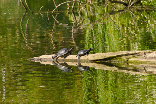 two turtles are resting on the log in the water on a sunny day photo