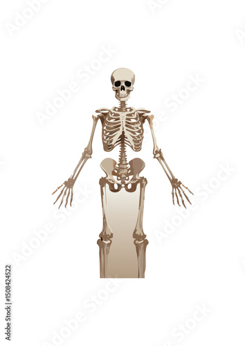 skeletons act as levers. When muscles contract, they pull on the bones, resulting in movement of limbs, jaws, or other body parts.
Mineral Storage: Many skeletal systems, particularly endoskeletons, s