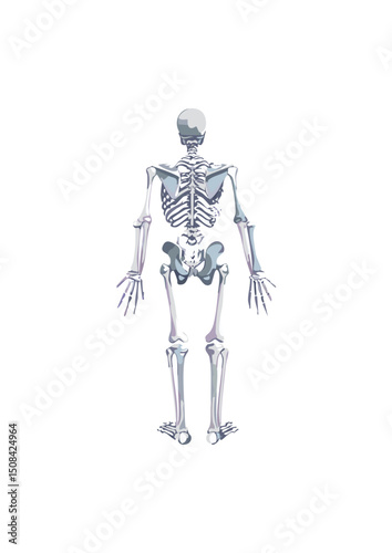  refers to the rigid framework that provides support, structure, and protection to an organism. Far from being merely a collection of dry bones, the skeleton is a dynamic, living system that plays a p