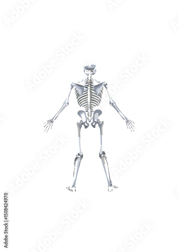 skeleton provides the necessary scaffolding to maintain an organism's shape and resist the forces of gravity, allowing skeleton to stand upright or maintain its form in water. Without a skeletal struc
