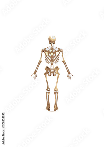 skeleton provides the necessary scaffolding to maintain an organism's shape and resist the forces of gravity, allowing skeleton to stand upright or maintain its form in water. Without a skeletal struc