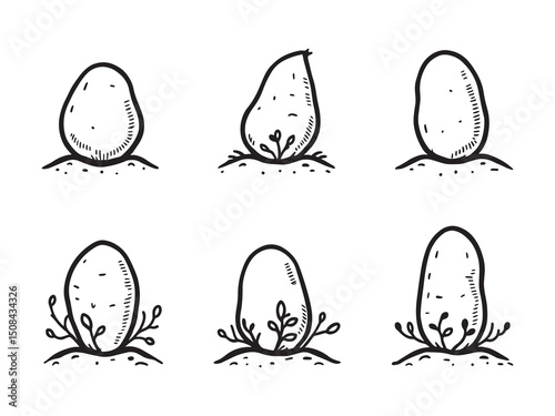 Potatoes vector line art illustration