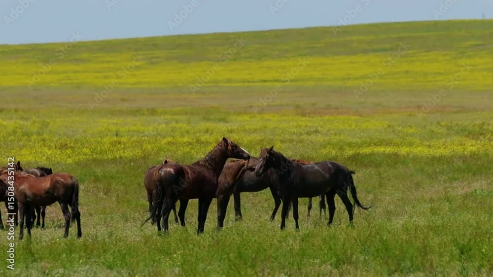 A herd of wild horses gallop across the blooming steppe of the reserve A herd of wild horses gallop across the blooming steppe of the reserve
