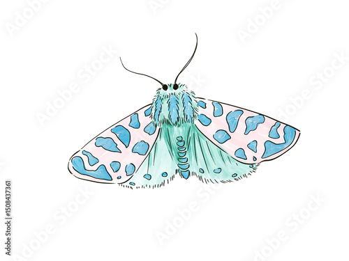 butterfly on white background