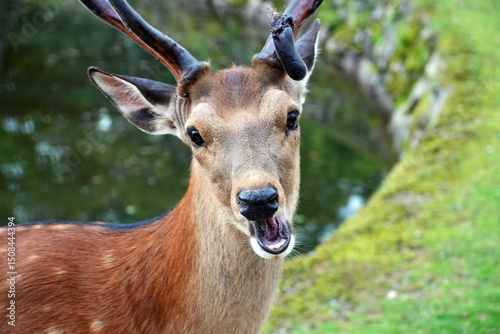 A sika deer with antlers looks directly towards the camera, mouth open in an open expression in Nara