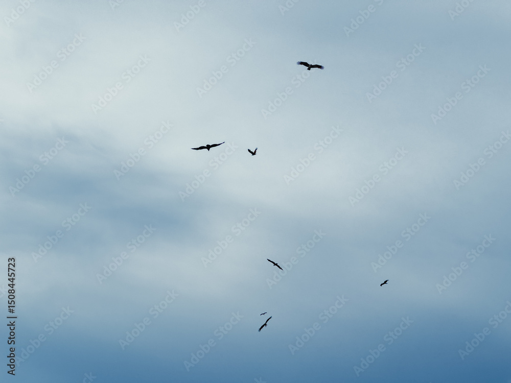 Birds gliding through light blue cloudy sky Birds gliding through light blue cloudy sky