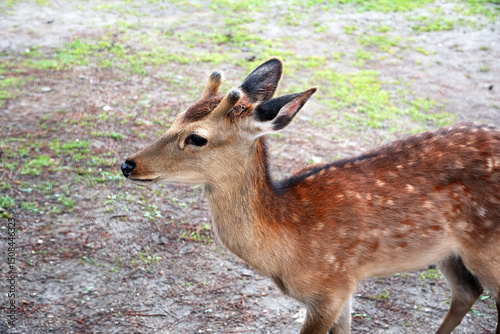 A young deer stands gracefully in a field, showcasing its spotted fur and small antlers in Nara