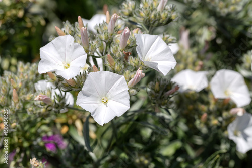 Fotografi Evergreen shrub (Convolvulus cneorum) with white flowers growing close-up