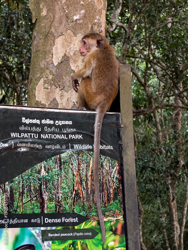 Photography Toque macaque monkey spotted sitting on signpost on wildlife safari in Wilpattu
