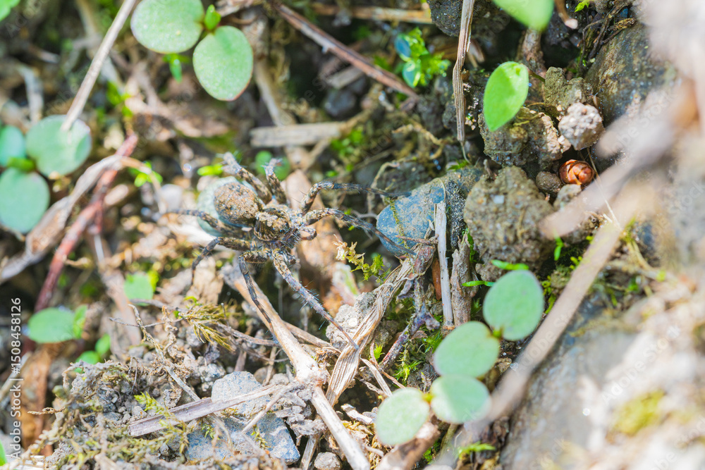 Obraz premium 卵のうを尻に付けて運ぶコモリグモ 