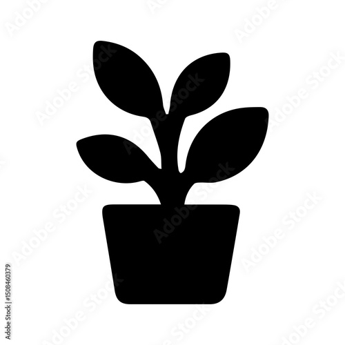plant in pot