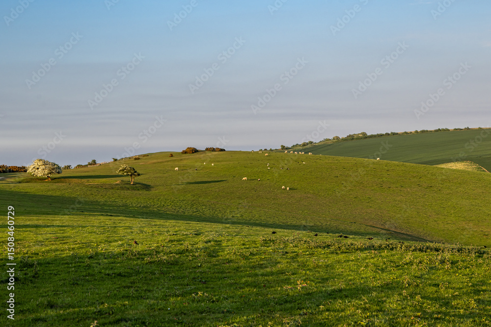 Fototapeta premium Looking out over a rolling South Downs landscape on a sunny spring evening