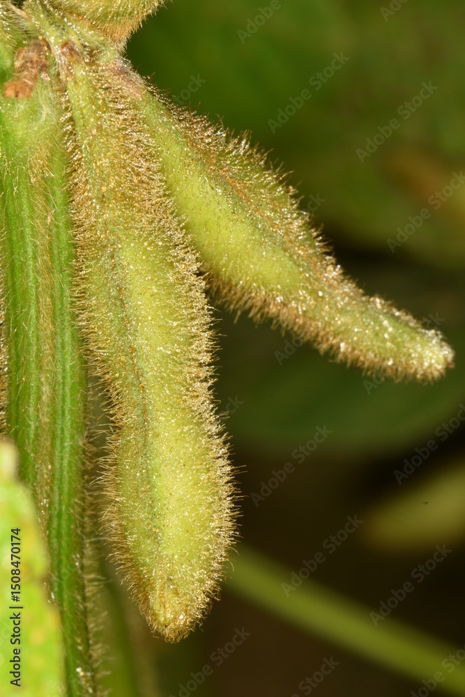 Fototapeta premium Sojabohnen, Glycine maximus, Glycine max, grüne Schoten, Einzelpflanze