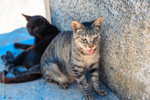 夏バテで舌を出す猫