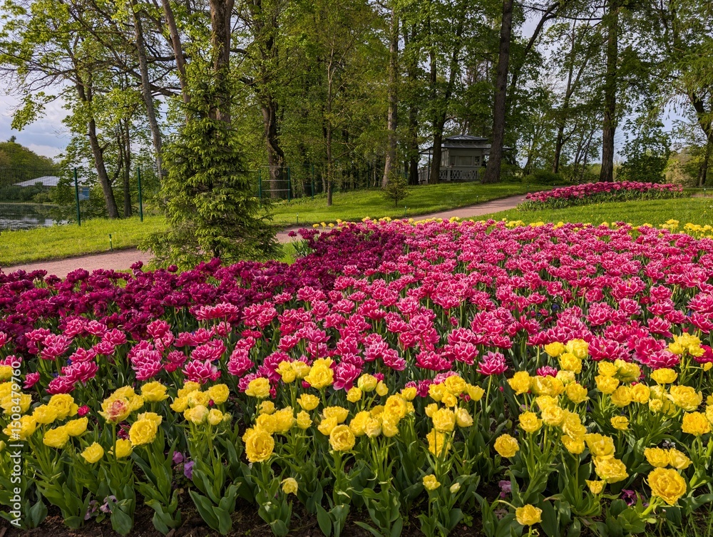 Tulip field in park
Tulip field in park